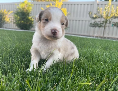 Brewski Australian Shepherd