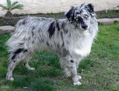 Moto Australian Shepherd