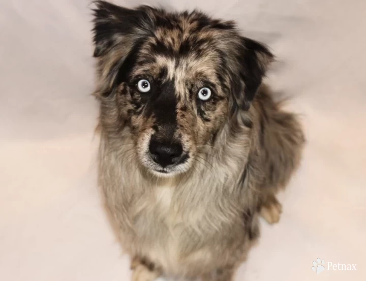 Moto Australian Shepherd