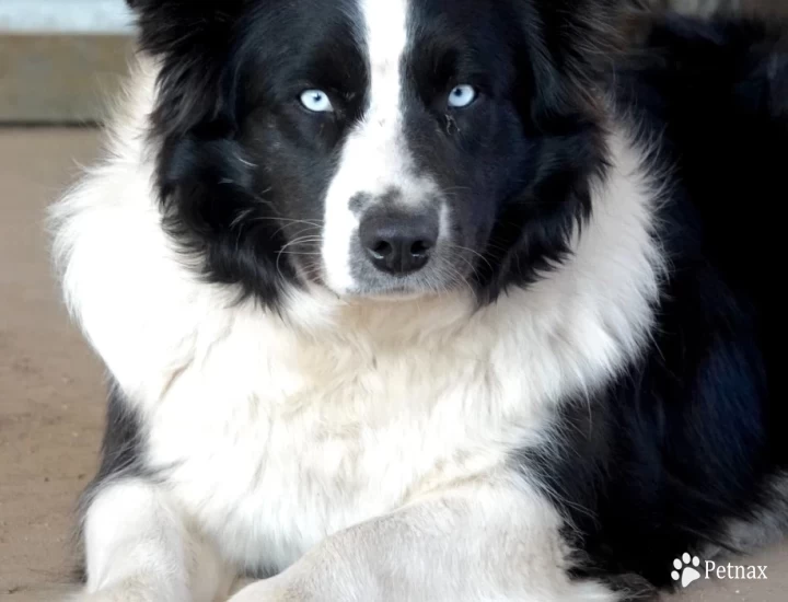 Tipsy Australian Shepherd