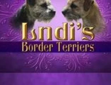 Lndi's Border Terriers 
