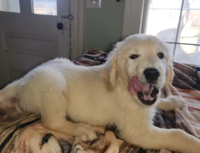 baileys English boy Golden Retriever