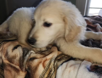 baileys English boy Golden Retriever