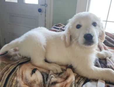 baileys English boy Golden Retriever