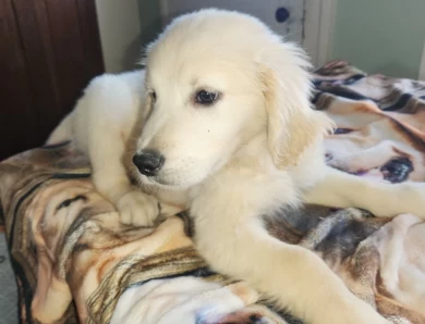 baileys English boy Golden Retriever