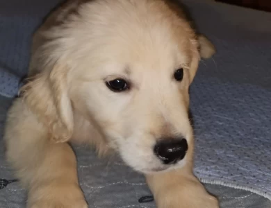 baileys English boy Golden Retriever