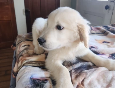 baileys English boy Golden Retriever