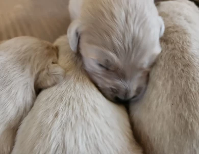 baileys English boy Golden Retriever