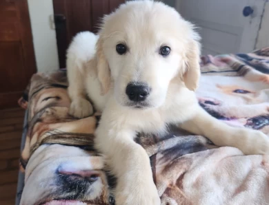 baileys English boy Golden Retriever