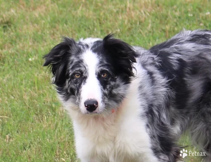 KC Border Collie