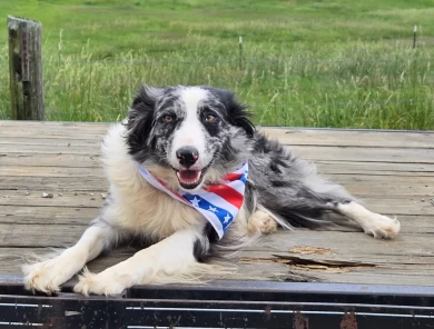 KC Border Collie