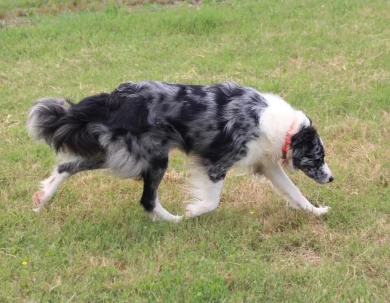 KC Border Collie