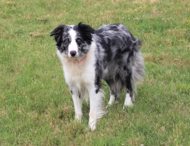 KC Border Collie