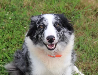 KC Border Collie