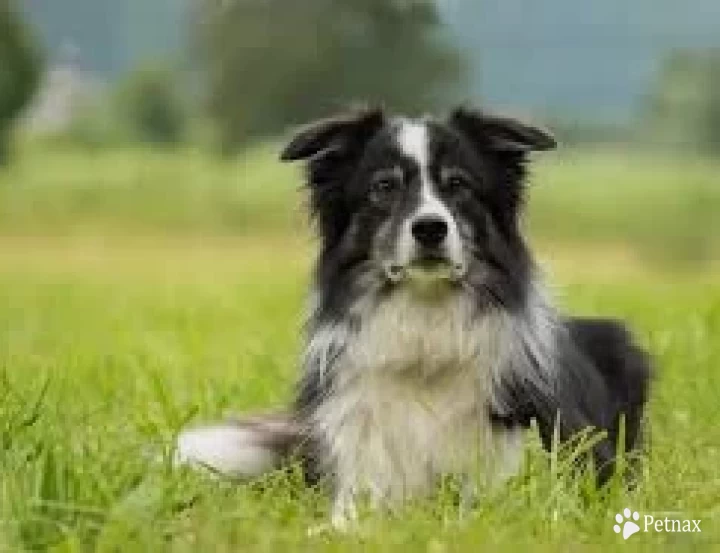 Gus Border Collie