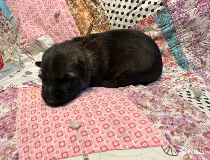 Brown boy German Shepherd