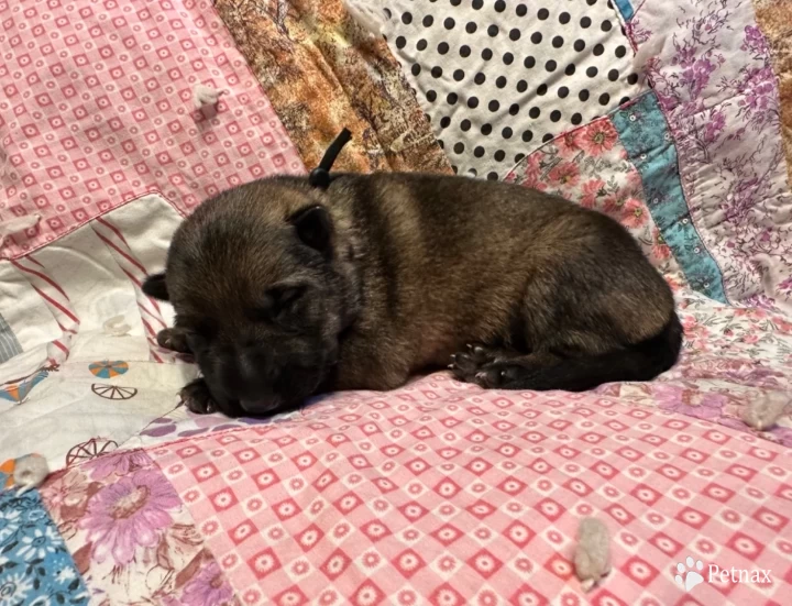 Black boy  German Shepherd