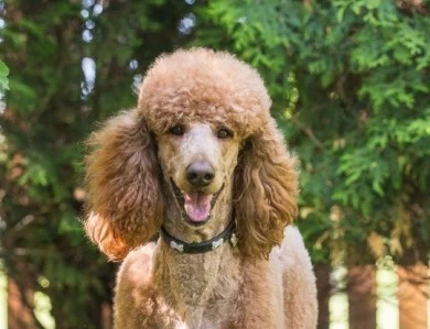 Red Standard Poodle Puppies