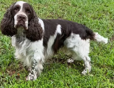 Hunter English Springer Spaniel