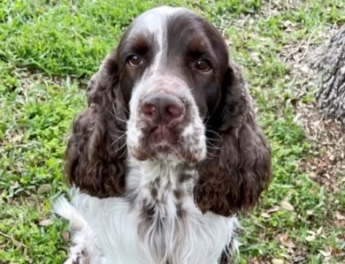 Hunter English Springer Spaniel