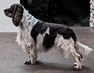 Hunter English Springer Spaniel