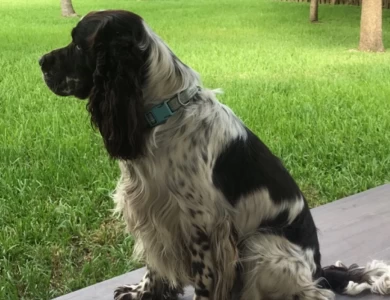 Hunter English Springer Spaniel