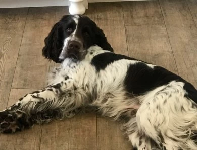 Hunter English Springer Spaniel