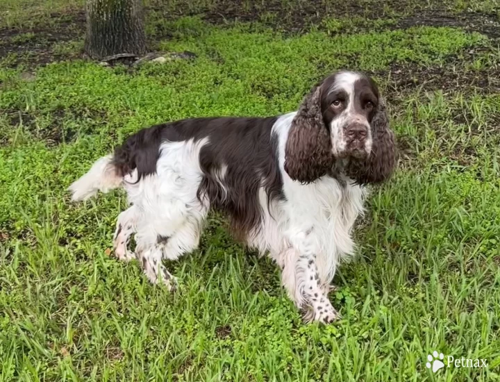 Hunter English Springer Spaniel