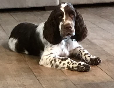 Hunter English Springer Spaniel