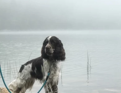 Hunter English Springer Spaniel