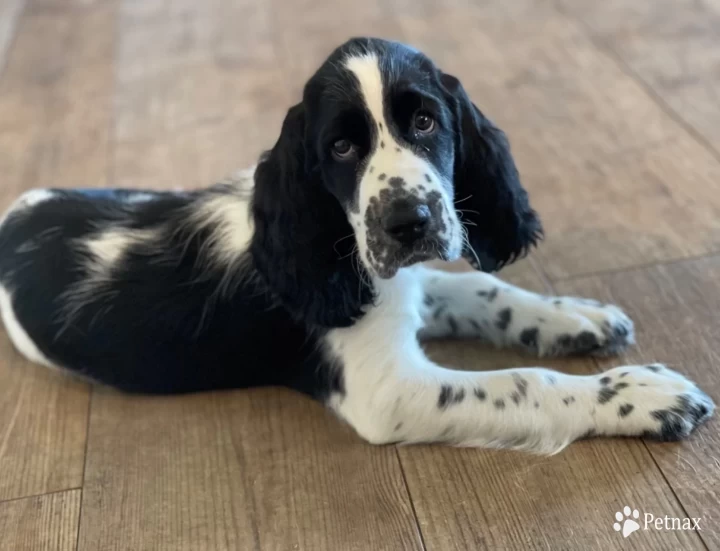 Honey  English Springer Spaniel