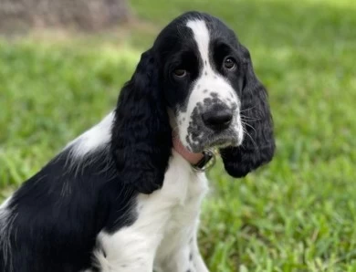 Honey  English Springer Spaniel