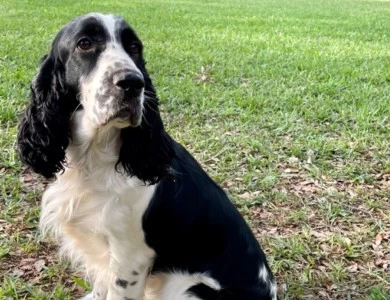 Honey  English Springer Spaniel