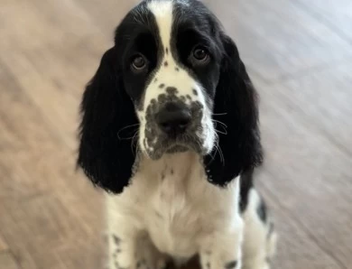 Honey  English Springer Spaniel