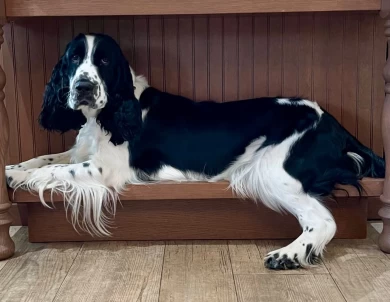 Honey  English Springer Spaniel