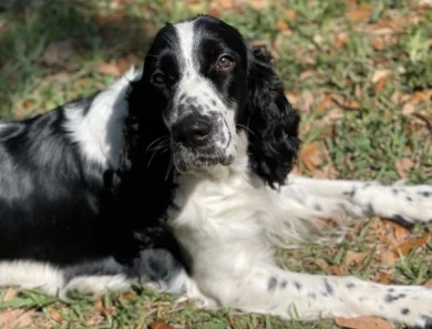 Honey  English Springer Spaniel