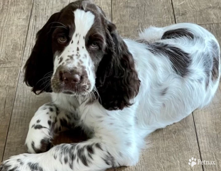 Desi English Springer Spaniel