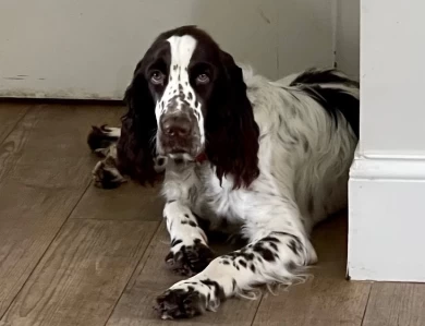 Desi English Springer Spaniel