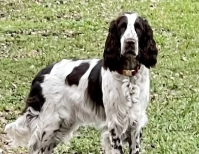 Desi English Springer Spaniel