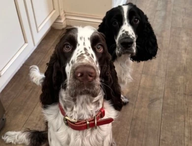 Desi English Springer Spaniel