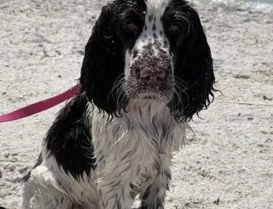 Desi English Springer Spaniel