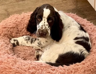 Desi English Springer Spaniel