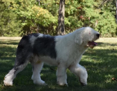 Prata's Flying the Smokey Phoenix Old English Sheepdog