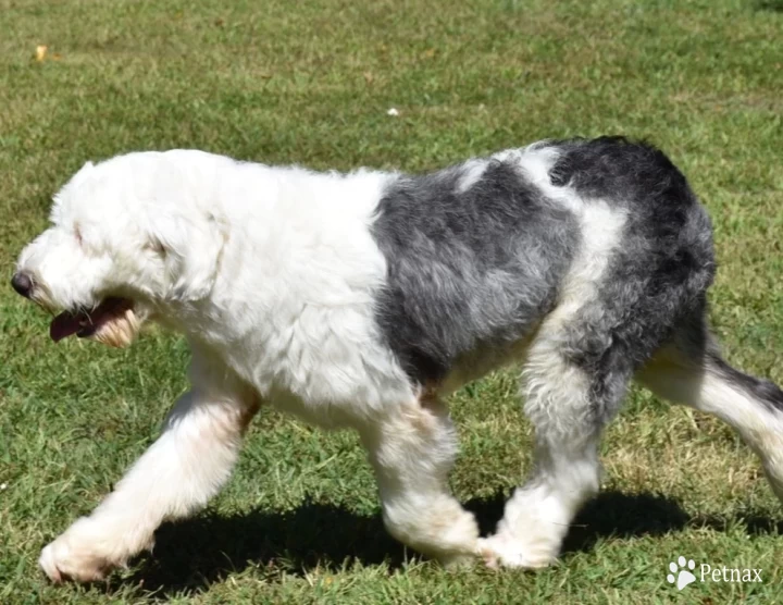 Prata's Flying the Smokey Phoenix Old English Sheepdog