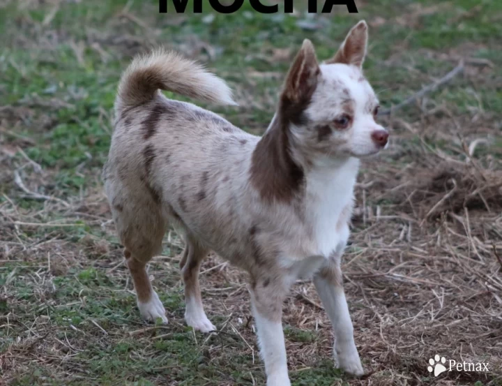 Mocha Chihuahua
