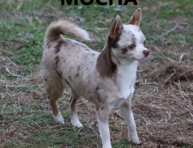 Mocha Chihuahua