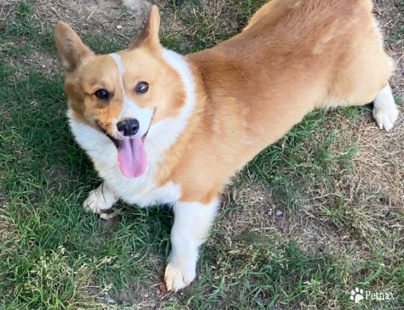 Tua Pembroke Welsh Corgi