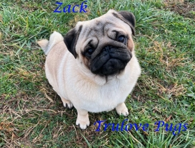 AKC Zack Pug