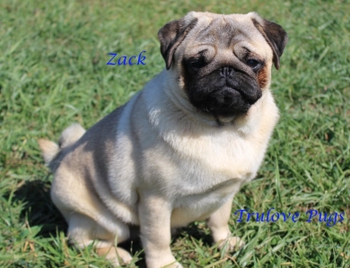 AKC Zack Pug