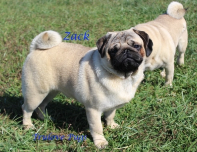 AKC Zack Pug